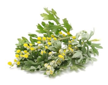 allergiya-na-imbir-1-e1451112192931-6782002