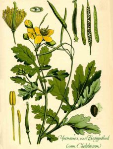 celandine-1-228x300-6516888