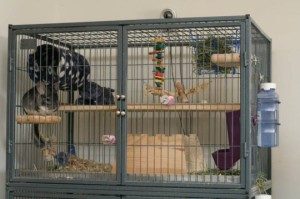 allergiya-na-shinshill-43-e1454751466739-6362449